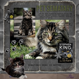 pro-528-Katten
