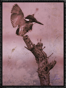 proj 566 Vogels (4)