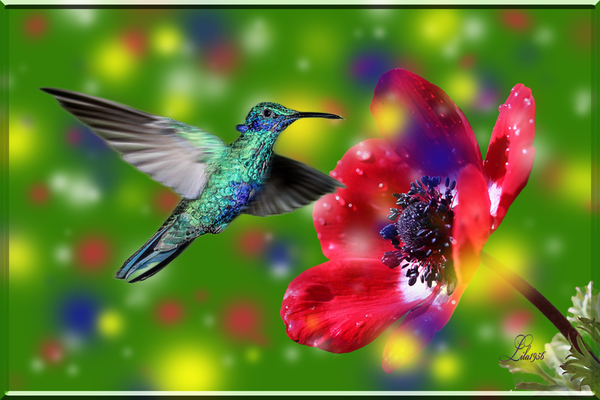 hummingbird