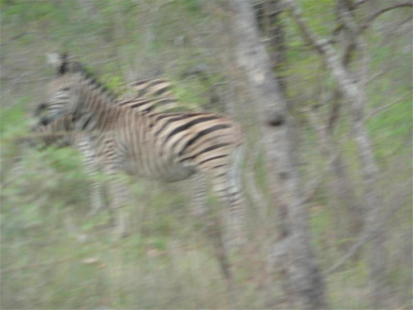 20091128 18u46 Zuid-Afrika 153