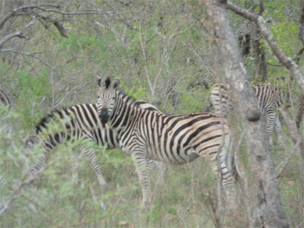 20091128 18u46 Zuid-Afrika 154