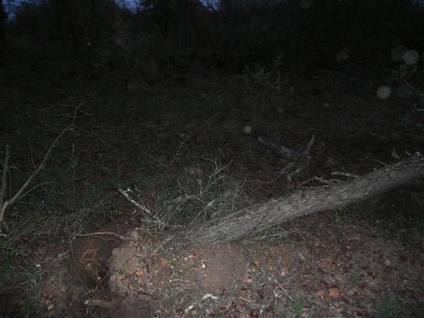 20091128 19u44 Zuid-Afrika 169 olifanten rukken bomen uit