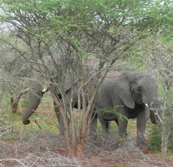 20091129 07u40 Zuid-Afrika 207