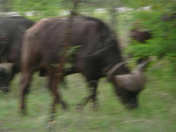 20091129 16u38 Zuid-Afrika 231