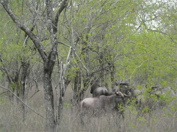 20091129 17u23 Zuid-Afrika 238