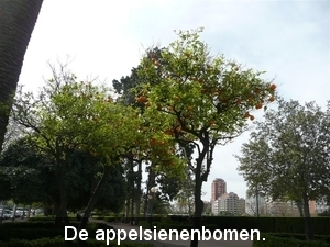 20090417 11u19  Valencia appelsienenboom  203