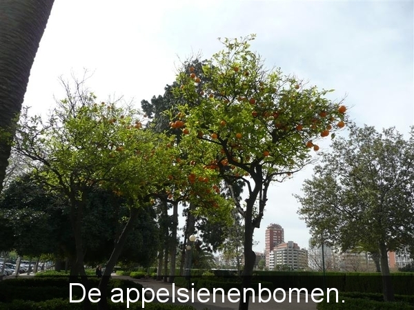 20090417 11u19  Valencia appelsienenboom  203