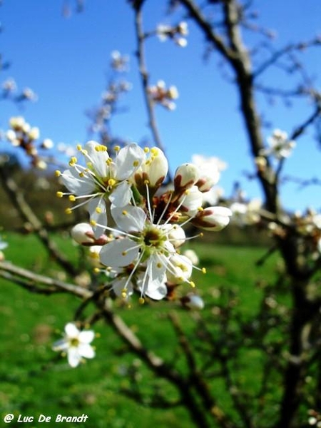 marche wandeling Philippeville Ardennes