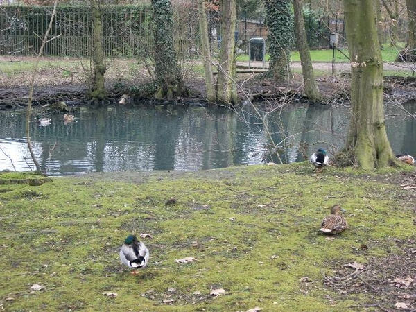 13-Frans Tochtpark-Gentbrugge