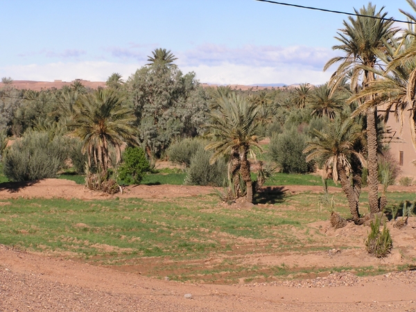 De palmerie van Skoura