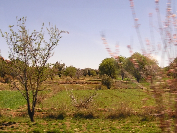 Rozenvelden in El Kelaa M'Gouna, nog niet in bloei