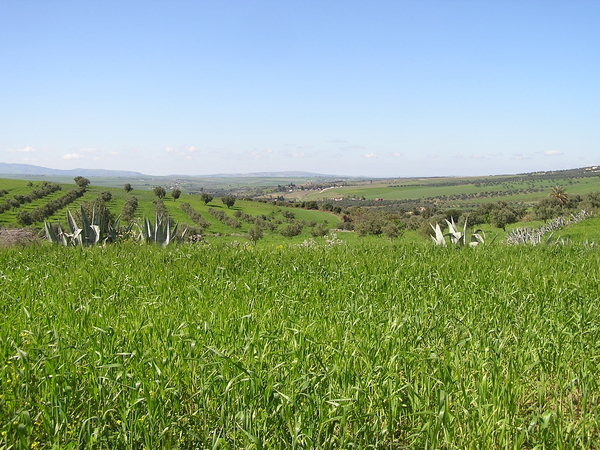 Groenten, fruit en granen tussen Meknes en Fez