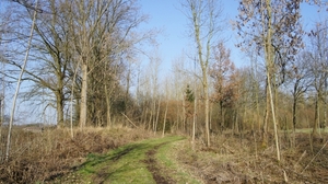 DSC00193 Bosweg