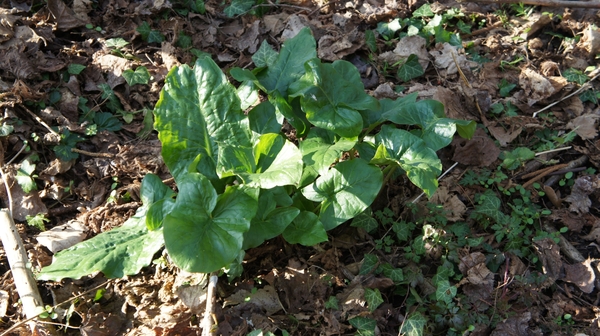 DSC00194 Jonge plant na de winter