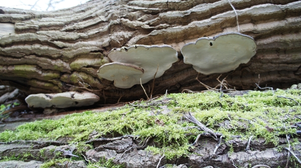 DSC00199 Zwammen op boomstam