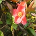 DSC00491