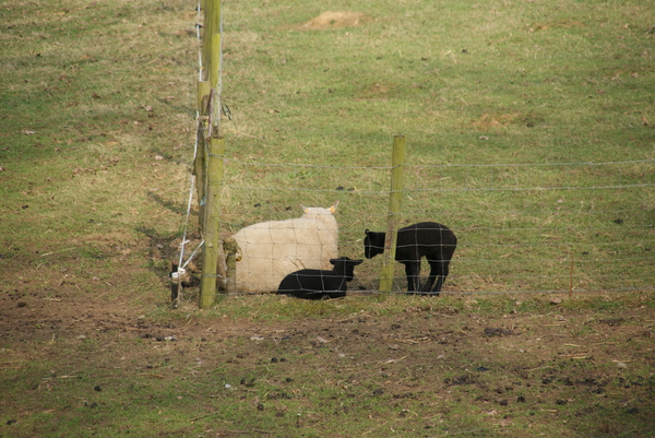 20110326 Michelbeke (104)