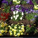 viooltjes in een bloembak