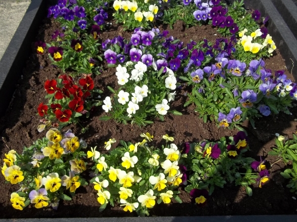 viooltjes in een bloembak