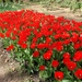 kasteel groot bijgaarden 075