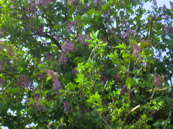 CIMG0846