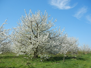 DSCN0100