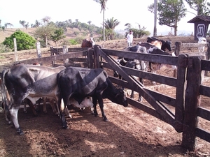 8 Fazenda Agua Branca (3)