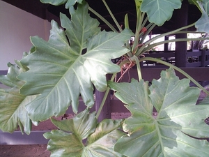 8 Fazenda Agua Branca (8)
