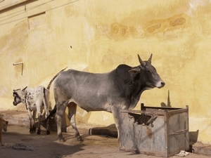 India, Land van contrasten : Rajasthan