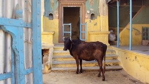 De heilige koe op een binnenplaats