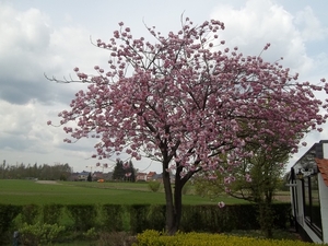 LENTEBLOESEMS ONDER EEN WOLKENHEMEL