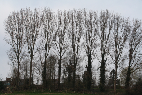 wandeling in Geraardsbergen 2011