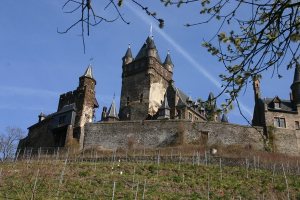 Zelfs op flanken Reichsburg zijn er wijnstokken