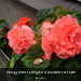 SAM_0189