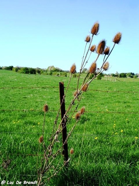 marche Adeps wandeling Honnay Ardennen