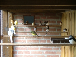 Diverse vogels in voliere.