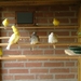 Diverse vogels in voliere.