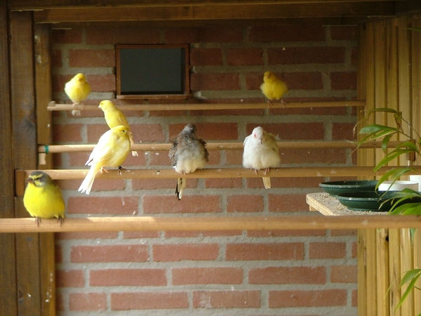 Diverse vogels in voliere.