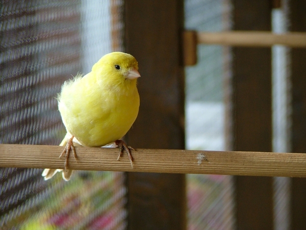 kanarie man geel schimmel