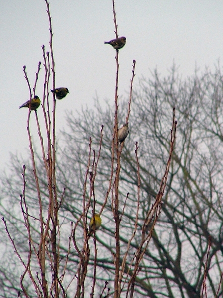 sijzen boom