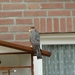 Roofvogel sperwer heeft een vogel uit de kooi gehaald.