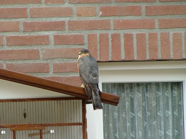 Roofvogel sperwer heeft een vogel uit de kooi gehaald.