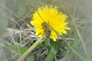 PAARDENBLOEM  026