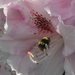 bijen bloem144