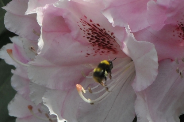 bijen bloem144