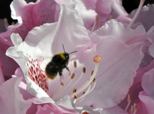 bijen bloemen 044