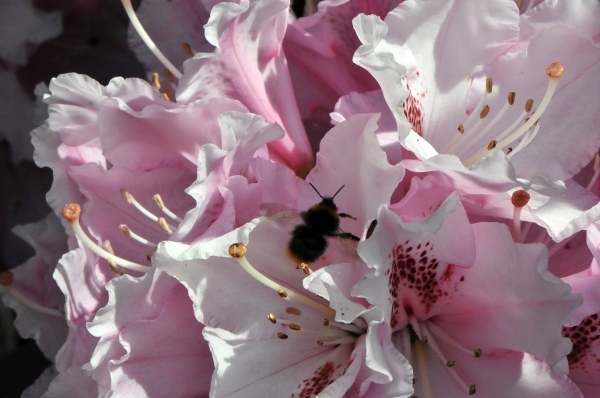 bijen bloemen 046