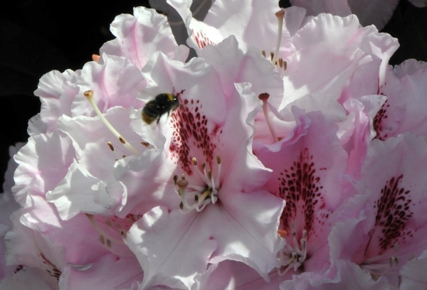 bijen bloemen 084