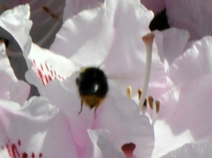 bijen bloemen 090