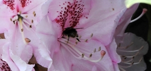 bijen bloemen 113